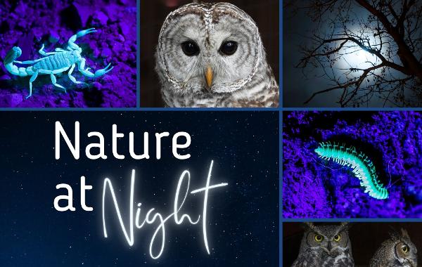 Nature at Night 1